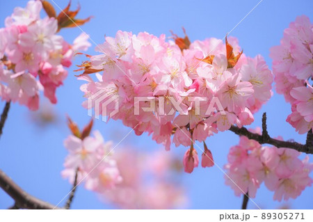 ハート型の桜の花　青空背景 89305271