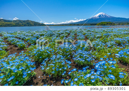 富士山とネモフィラ 河口湖 富士山とネモフィラ 河口湖 89305301