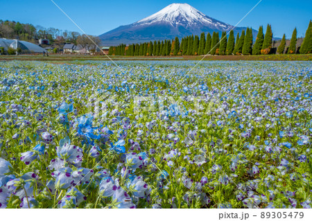 富士山とネモフィラ 花畑 富士山とネモフィラ 花畑 89305479