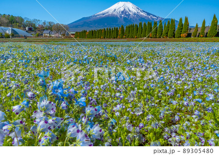 富士山とネモフィラ 花畑 富士山とネモフィラ 花畑 89305480