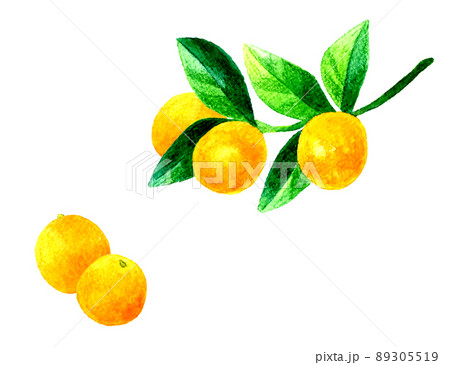 キンカン（金柑）の果実と葉っぱのイラスト　フルーツの手描き水彩イラスト素材 89305519