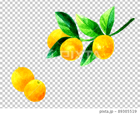 キンカン（金柑）の果実と葉っぱのイラスト　フルーツの手描き水彩イラスト素材 89305519