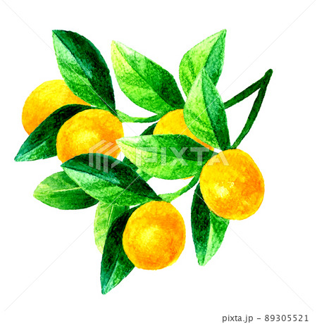 キンカン 金柑 の果実と葉っぱのイラスト フルーツの手描き水彩イラスト素材のイラスト素材