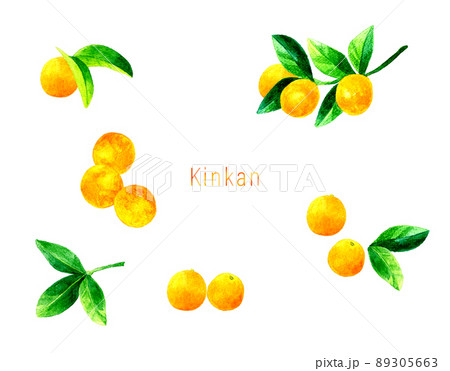キンカン 金柑 の果実と葉っぱのセットイラスト フルーツの手描き水彩イラスト素材集のイラスト素材