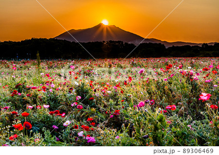 【茨城県・小貝川ふれあい公園】満開のポピー畑と筑波山 【茨城県・小貝川ふれあい公園】満開のポピー畑と筑波山 89306469