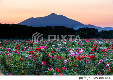 【茨城県・小貝川ふれあい公園】満開のポピー畑と筑波山 89306483