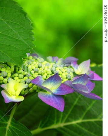 公園に咲く紫の額紫陽花 89306510