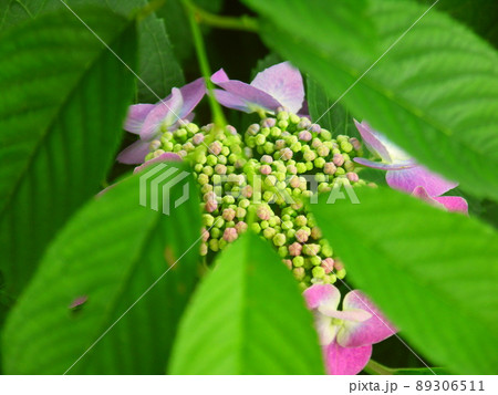 若葉越しに見る公園に咲く紫の額紫陽花 89306511