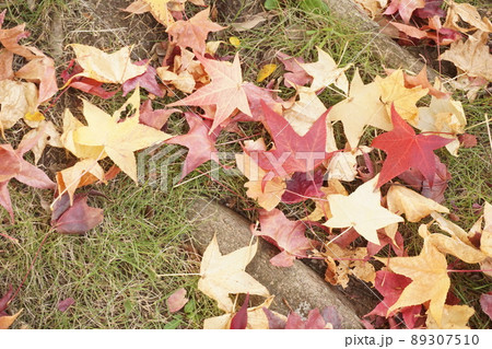 落ち葉 落ち葉 89307510