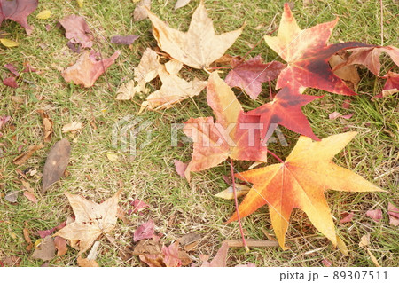 落ち葉 89307511