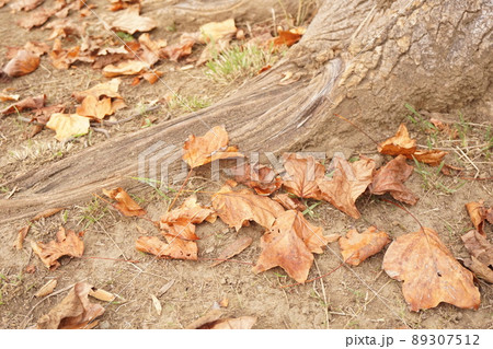 落ち葉 89307512