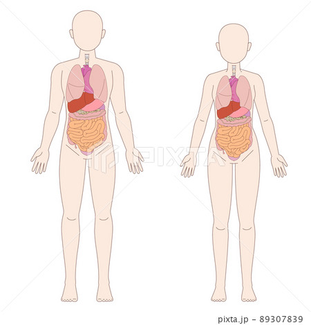 男性と女性の人体図と臓器 男性と女性の人体図と臓器 89307839