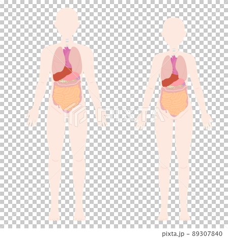 男性と女性の人体図と臓器 89307840