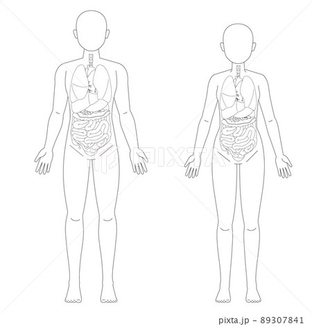 男性と女性の人体図と臓器 89307841