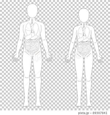 男性と女性の人体図と臓器 89307841