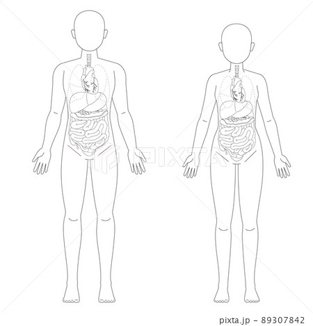 男性と女性の人体図と臓器 男性と女性の人体図と臓器 89307842