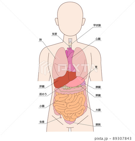 人体図と臓器と名称のイラスト素材