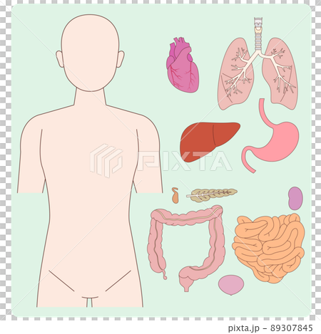 從前面可見的人體圖和器官 從前面可見的人體圖和器官 89307845