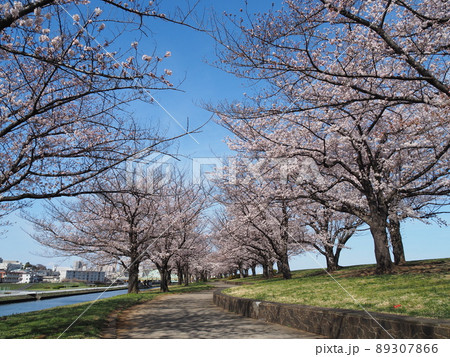 荒川赤羽桜堤緑地の桜 荒川赤羽桜堤緑地の桜 89307866