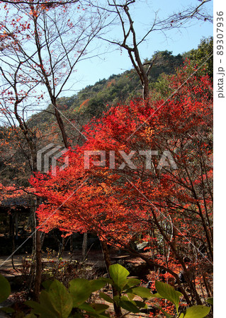 六甲山登山道 魚屋道沿いの紅葉 六甲山登山道 魚屋道沿いの紅葉 89307936