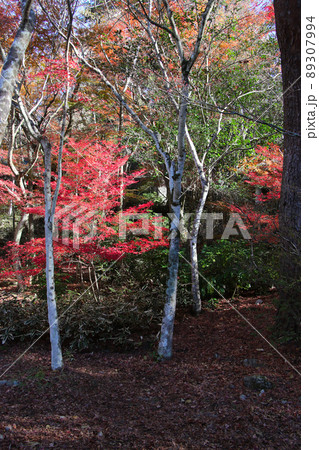 六甲山登山道 魚屋道沿いの紅葉 六甲山登山道 魚屋道沿いの紅葉 89307994