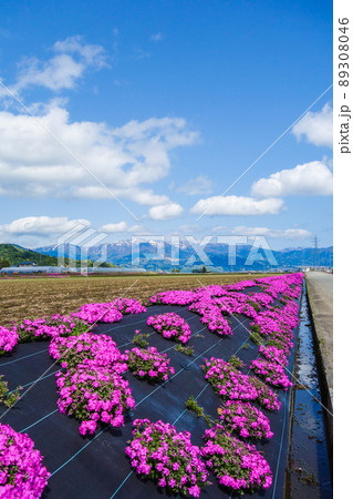 経ヶ岳が垣間見れる福井県大野市のシバザクラ風景 経ヶ岳が垣間見れる福井県大野市のシバザクラ風景 89308046