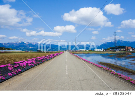 経ヶ岳が垣間見れる福井県大野市のシバザクラ風景 89308047