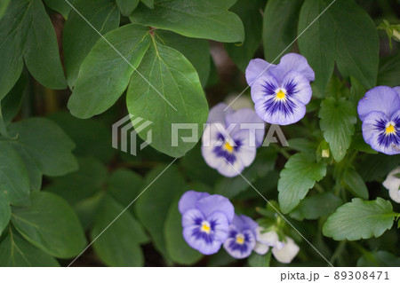 紫パンジー 紫パンジー 89308471