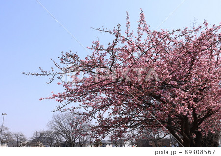 五分咲きの公園の河津桜の木 89308567