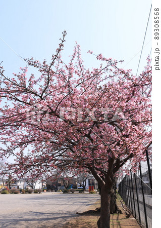 五分咲きの公園の河津桜の木 89308568