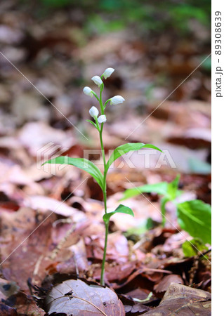 ギンラン 89308639