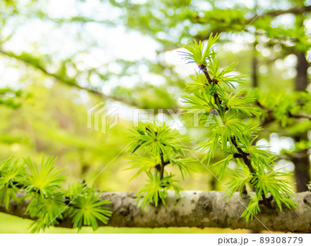 初夏の景色 みずみずしいカラマツの新緑 初夏の景色 みずみずしいカラマツの新緑 89308779