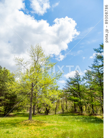 初夏の景色　みずみずしいカラマツの新緑 89308786