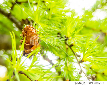 初夏の景色 みずみずしいカラマツの新緑 初夏の景色 みずみずしいカラマツの新緑 89308793