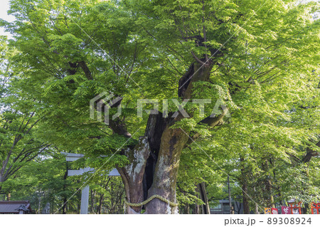 大國魂神社　けやき  ご神木　名木　新緑　若葉 89308924