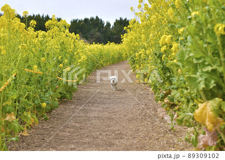 マルチーズ　愛知県伊良湖菜の花ガーデン　 89309102