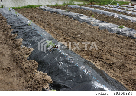 種なしスイカ苗（ブラックパール）と種あり（チャンピオン） 89309339