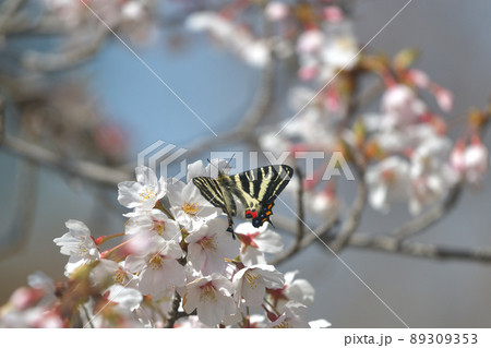 ギフチョウと満開の桜 吸蜜に訪れた新鮮な雄個体 ギフチョウと満開の桜 吸蜜に訪れた新鮮な雄個体 89309353