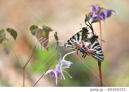 ギフチョウの交尾 89309355