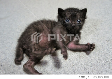 目が開いた黒猫の赤ちゃんの写真素材 [89309366] - PIXTA