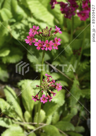 Japanese Primrose Millers Crimson 89309427