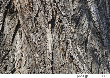 Lombardy poplar Lombardy poplar 89309447