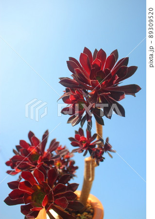 多肉植物「黒法師と青空」 89309520