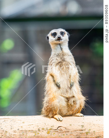 かわいく楽しいミーアキャット　一匹 89309608