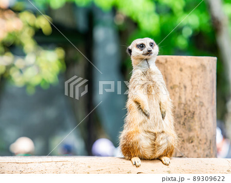 かわいく楽しいミーアキャット　一匹 89309622