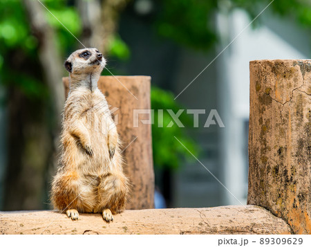 かわいく楽しいミーアキャット　一匹 89309629