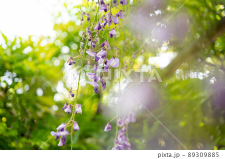 ふじの花も美しく愛される花 89309885
