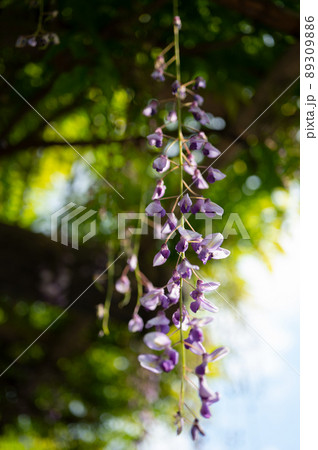 ふじの花も美しく愛される花（縦画面用） 89309886