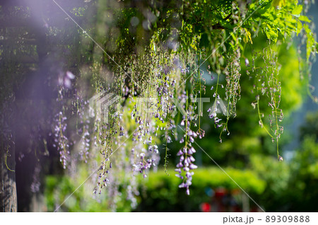 ふじの花も美しく愛される花 ふじの花も美しく愛される花 89309888