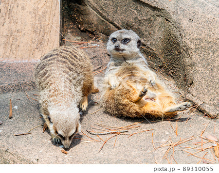 かわいく楽しいミーアキャット 二匹で日向ぼっこ かわいく楽しいミーアキャット 二匹で日向ぼっこ 89310055